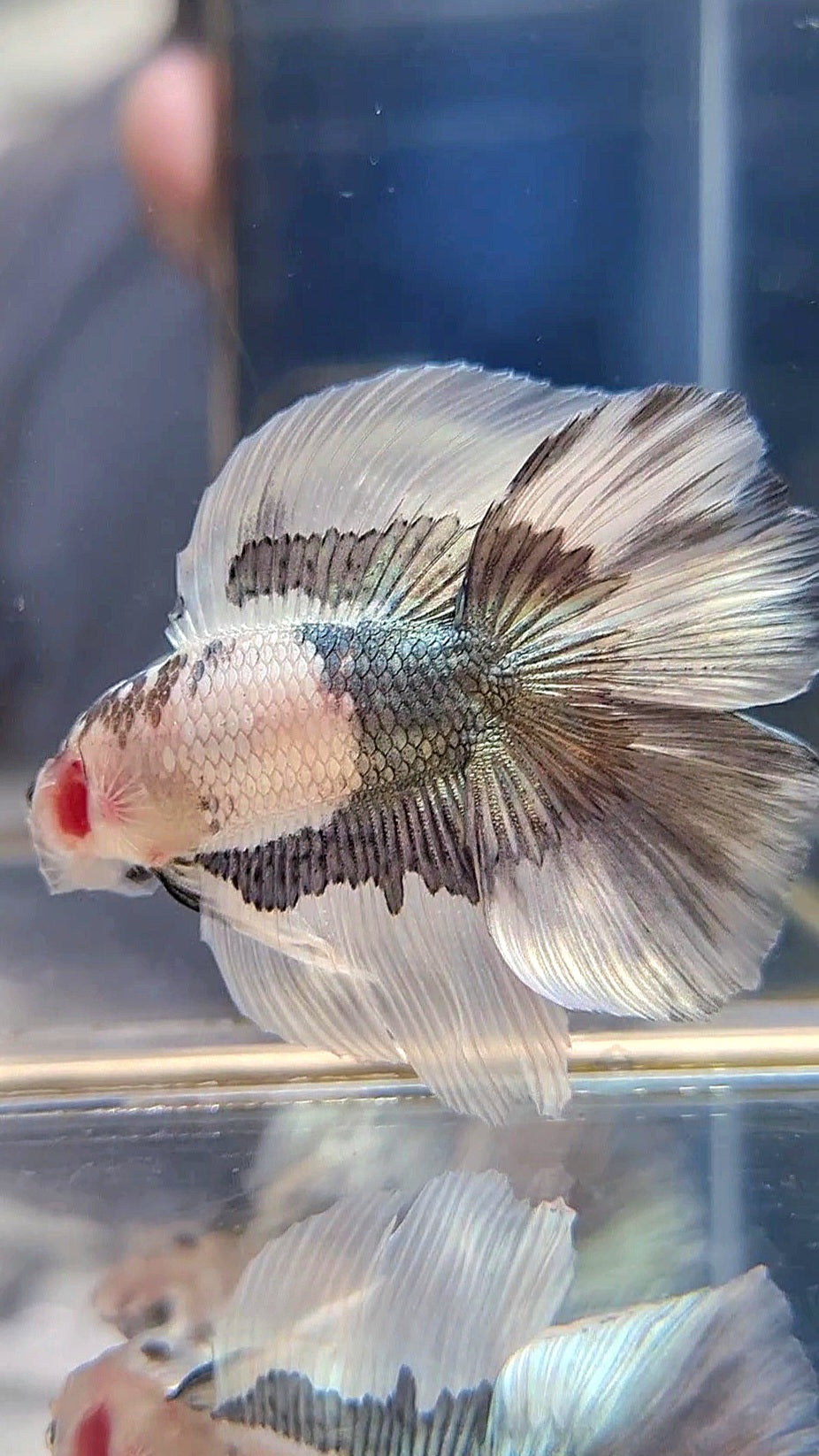 HALFMOON DOUBLE TAIL COPPER BUTTERFLY BETTA FISH