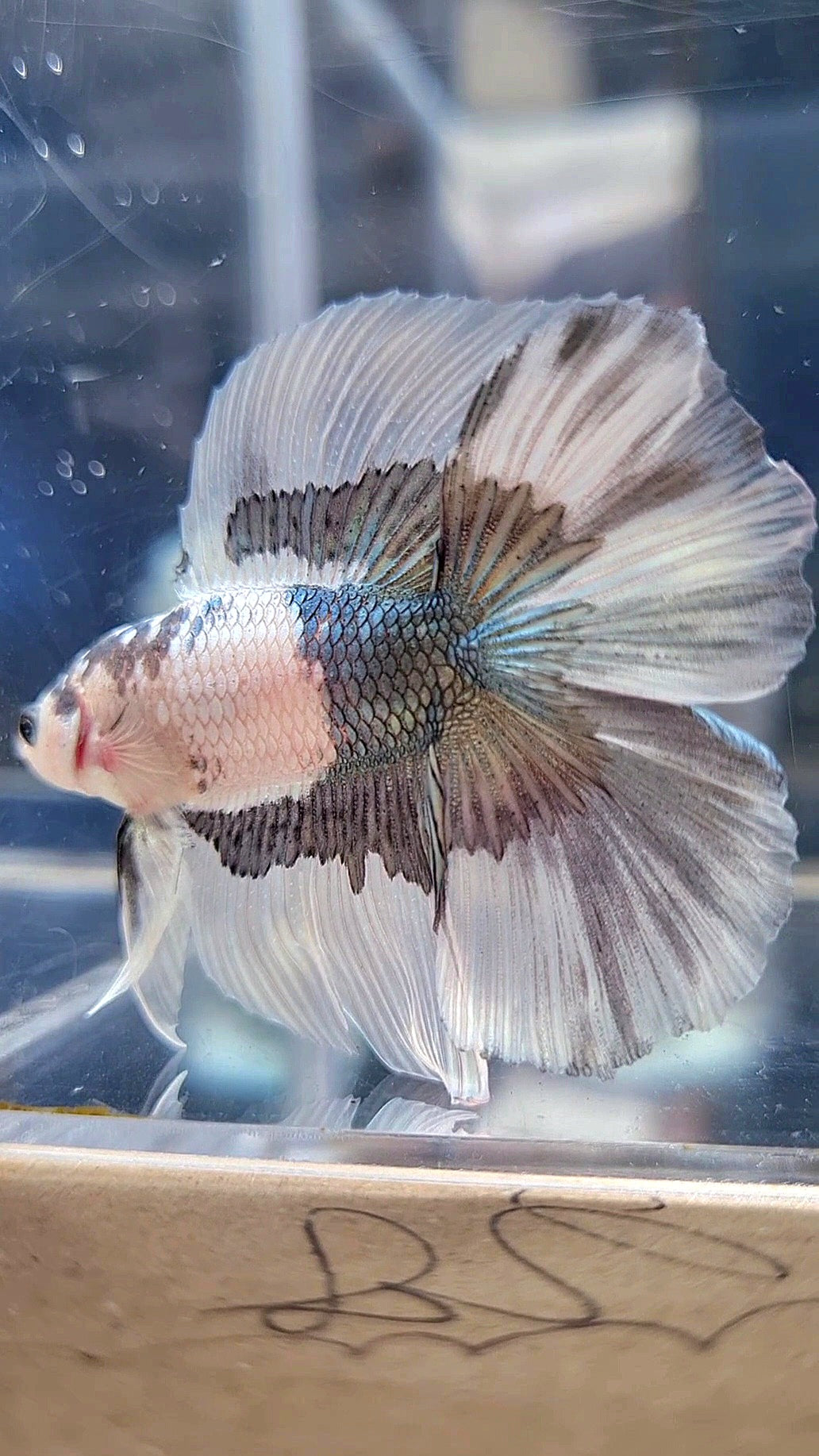 HALFMOON DOUBLE TAIL COPPER BUTTERFLY BETTA FISH