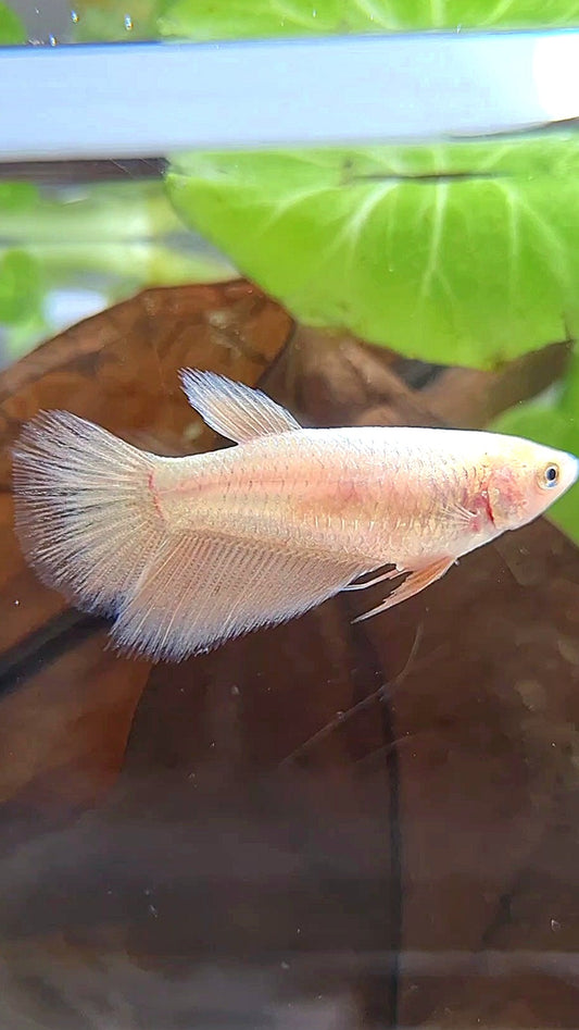 FEMALE HALFMOON GOLD BETTA FISH