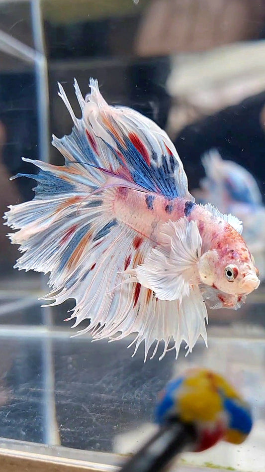 HALFMOON DUMBO EAR WHITE MULTICOLOR BETTA FISH