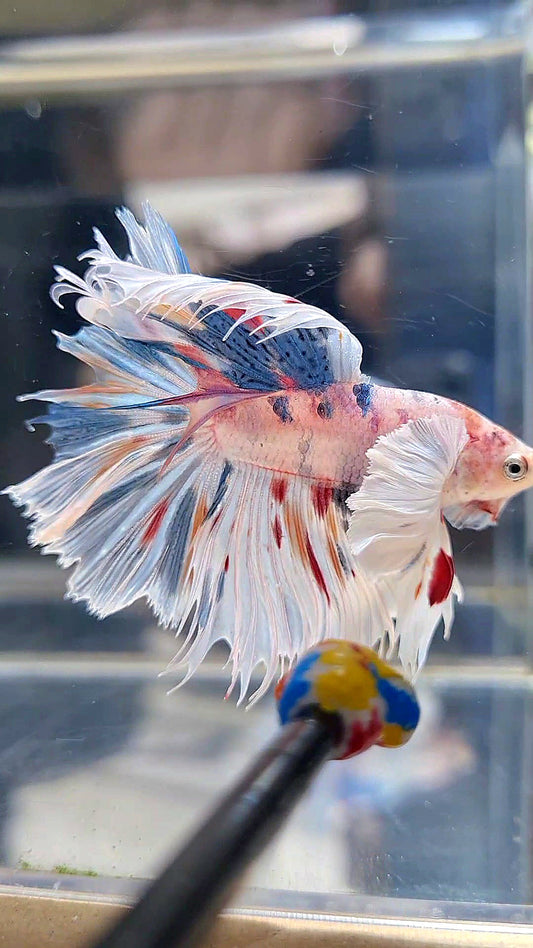 HALFMOON DUMBO EAR WHITE MULTICOLOR BETTA FISH