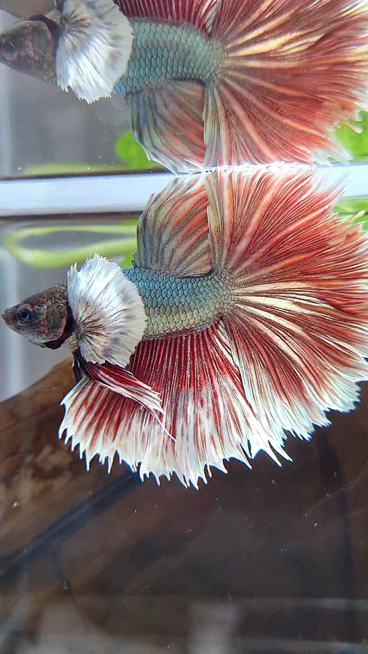HALFMOON DUMBO EAR ROSETAIL RED COPPER BETTA FISH