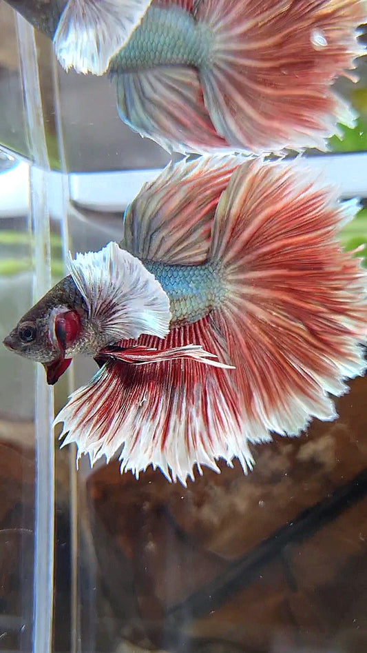 HALFMOON DUMBO EAR ROSETAIL RED COPPER BETTA FISH