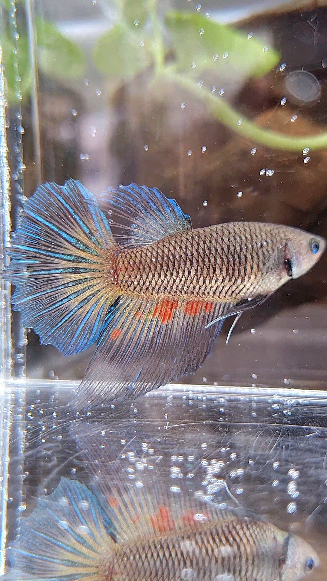 FEMALE HALFMOON BLACK VANDA DARK BETTA FISH