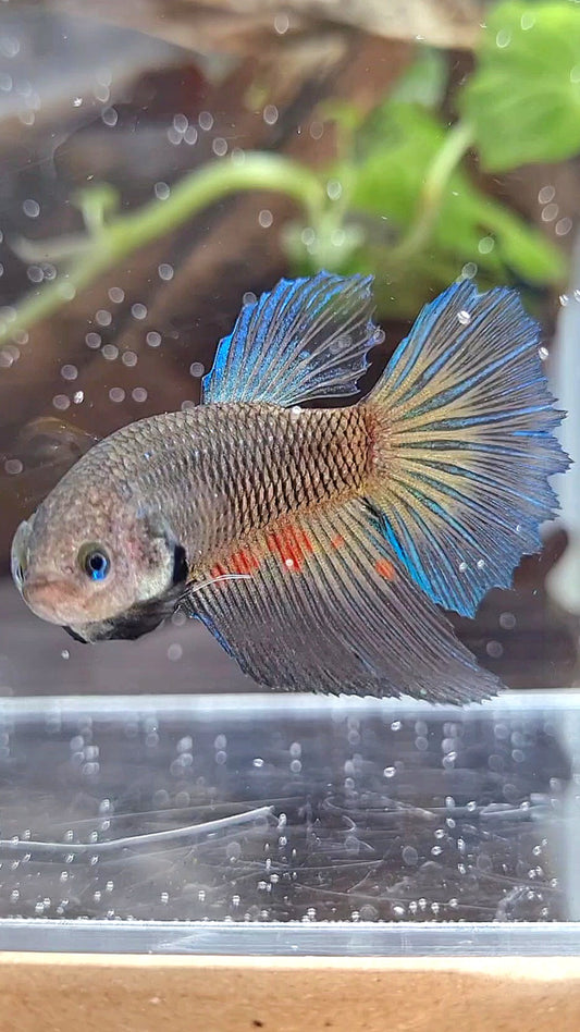 FEMALE HALFMOON BLACK VANDA DARK BETTA FISH