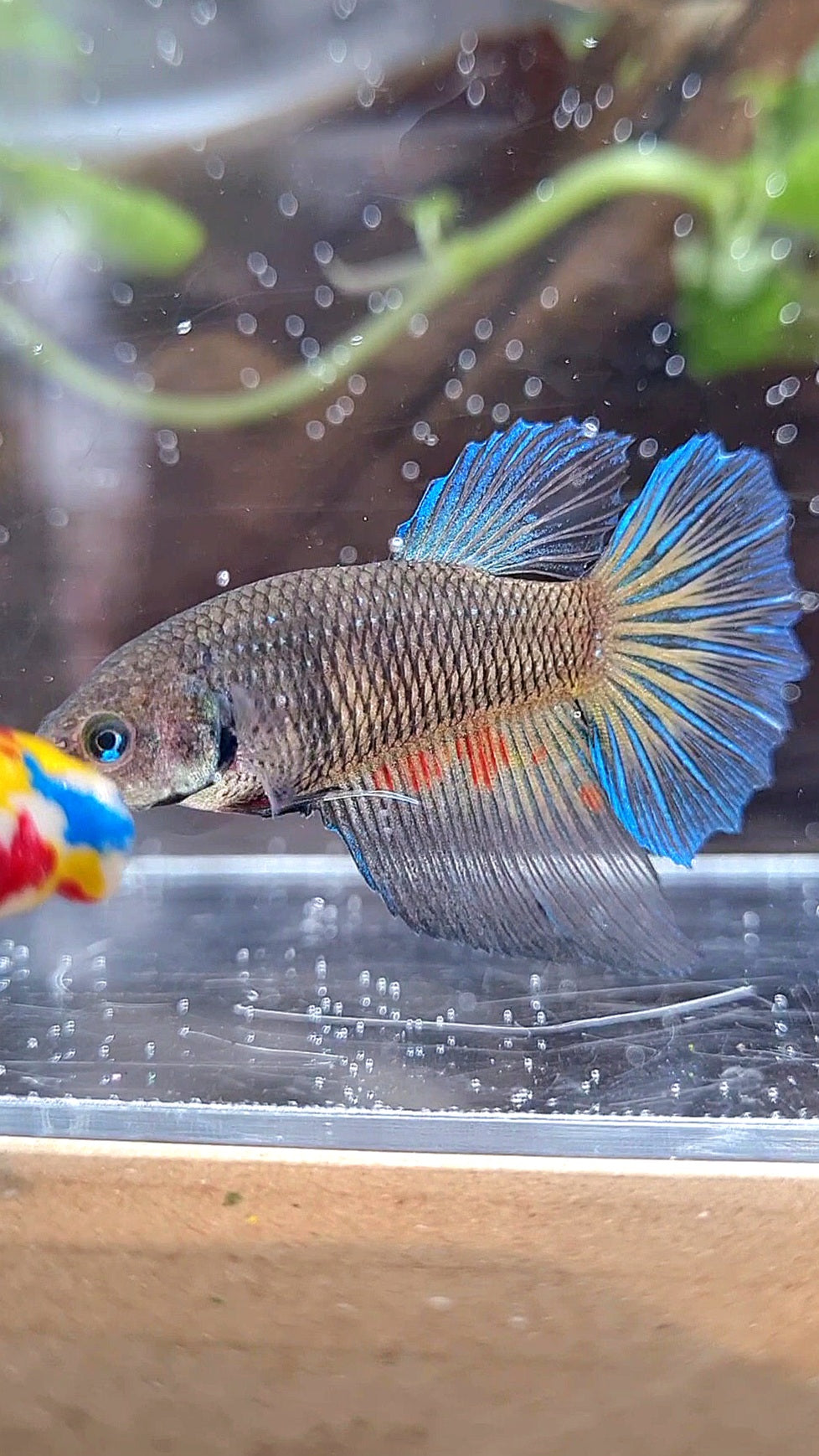 FEMALE HALFMOON BLACK VANDA DARK BETTA FISH