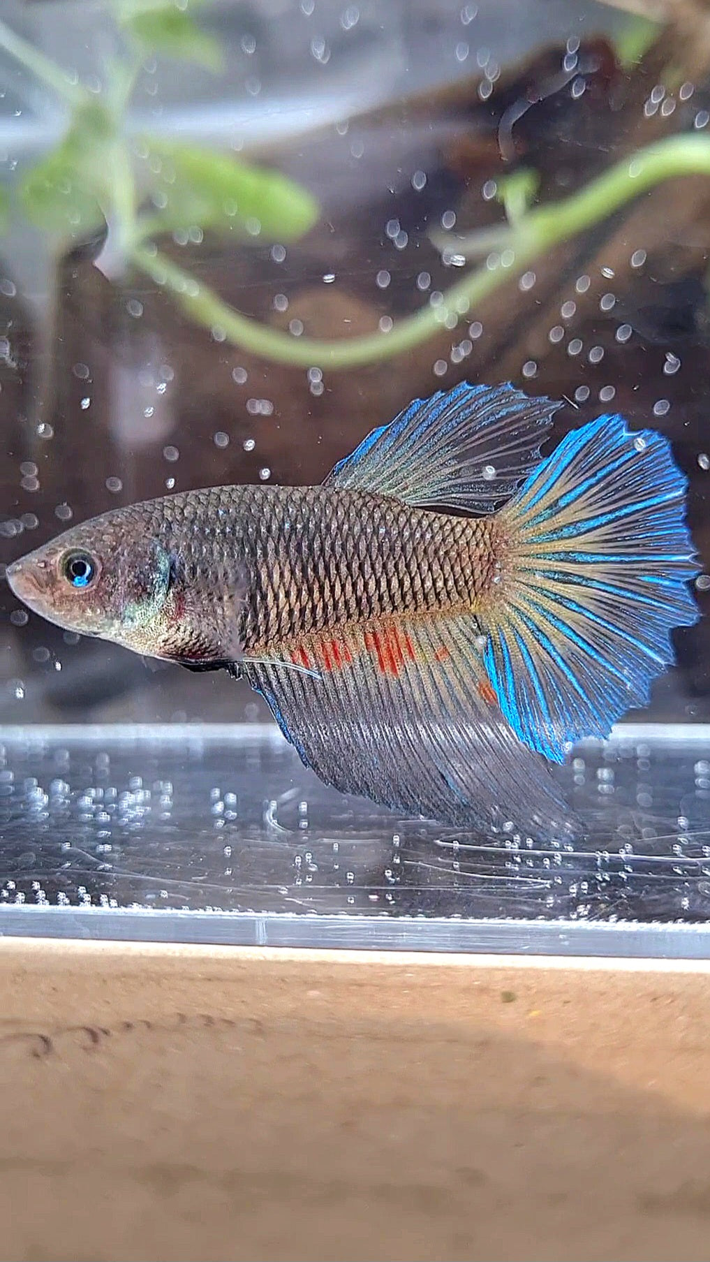 FEMALE HALFMOON BLACK VANDA DARK BETTA FISH