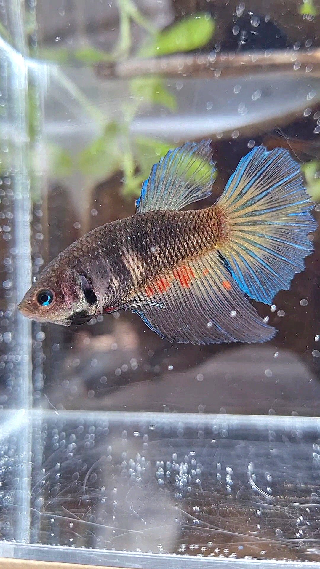 FEMALE HALFMOON BLACK VANDA DARK BETTA FISH