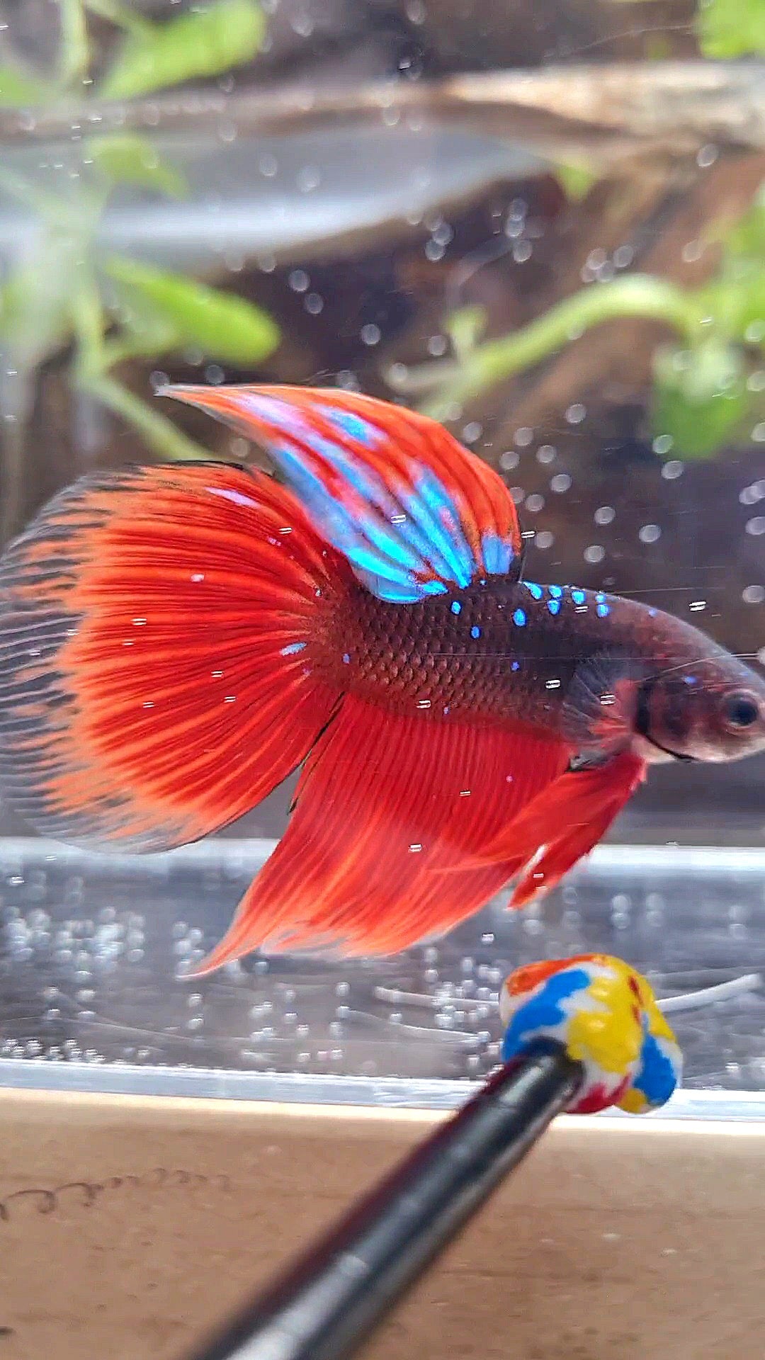 VEILTAIL BLACK GALAXY BLUE AVATAR VAMPIRE BETTA FISH