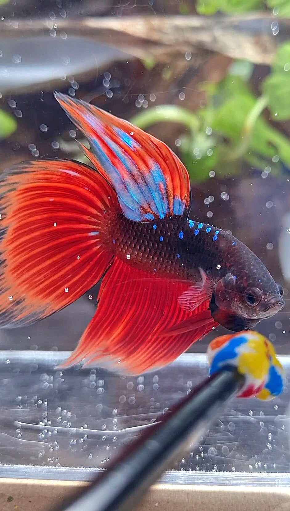 VEILTAIL BLACK GALAXY BLUE AVATAR VAMPIRE BETTA FISH