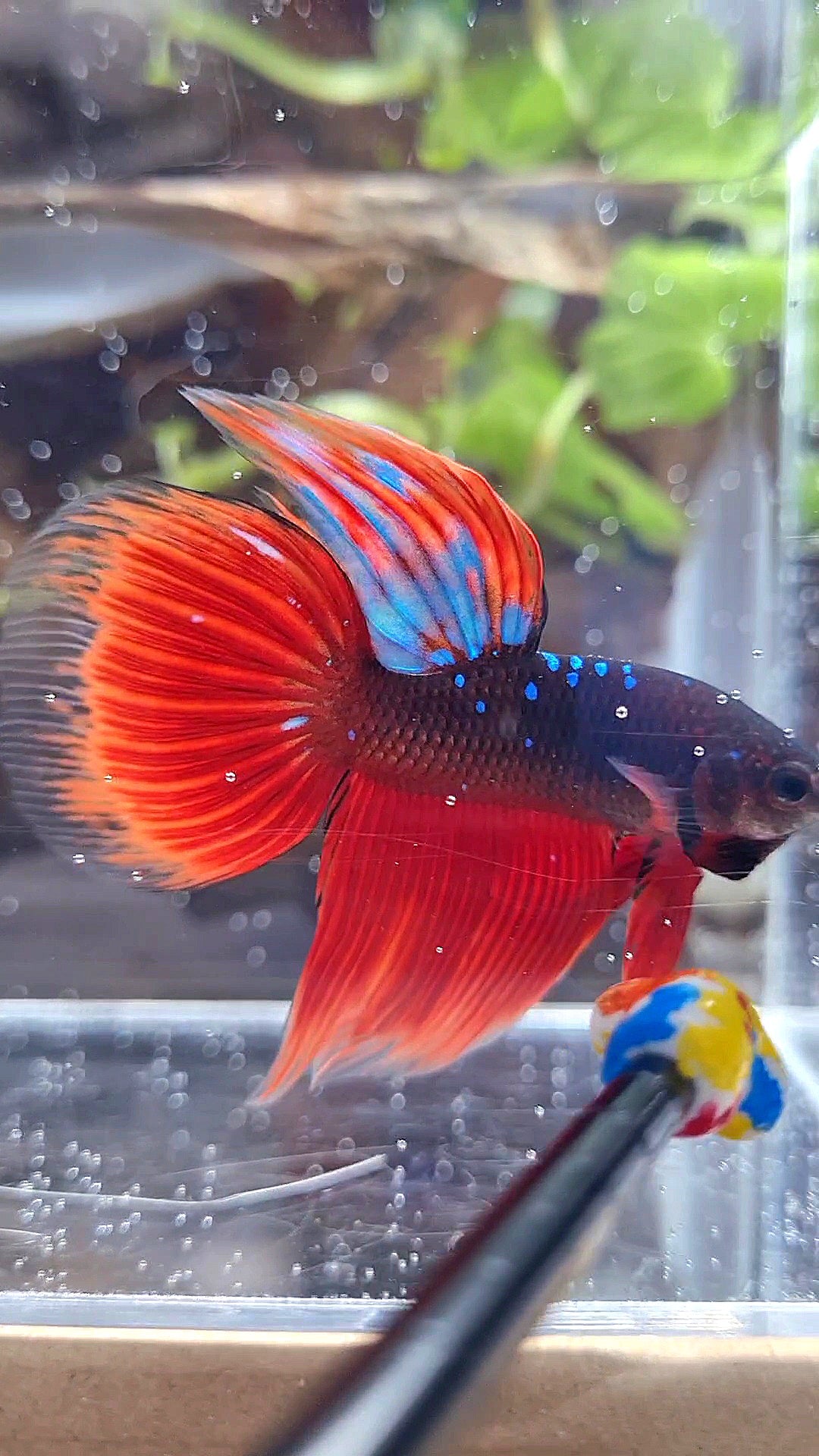 VEILTAIL BLACK GALAXY BLUE AVATAR VAMPIRE BETTA FISH