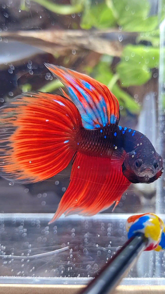 VEILTAIL BLACK GALAXY BLUE AVATAR VAMPIRE BETTA FISH