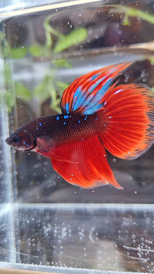 VEILTAIL BLACK GALAXY BLUE AVATAR VAMPIRE BETTA FISH