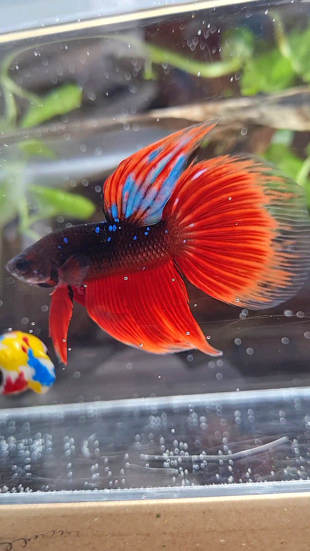 VEILTAIL BLACK GALAXY BLUE AVATAR VAMPIRE BETTA FISH