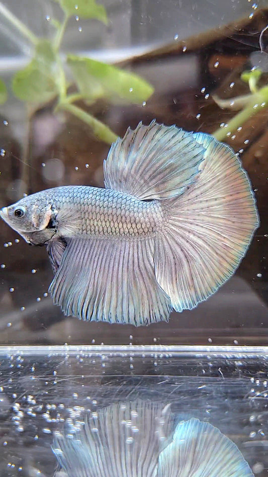 HALFMOON SUPER COPPER SOLID BETTA FISH