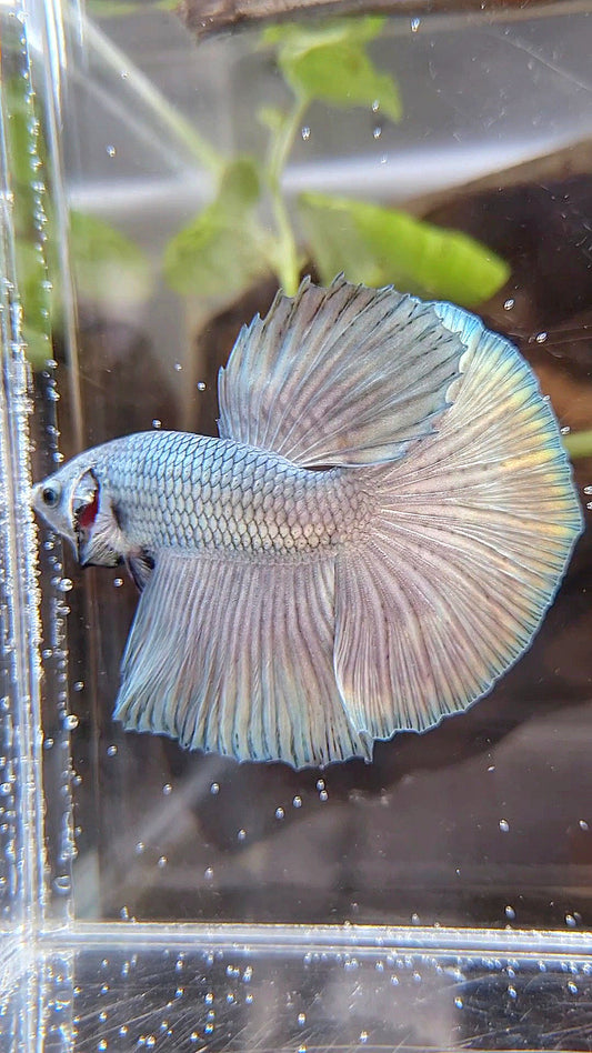 HALFMOON SUPER COPPER SOLID BETTA FISH