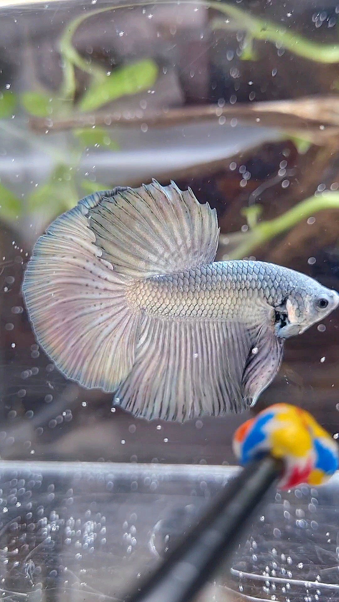 HALFMOON SUPER COPPER SOLID BETTA FISH