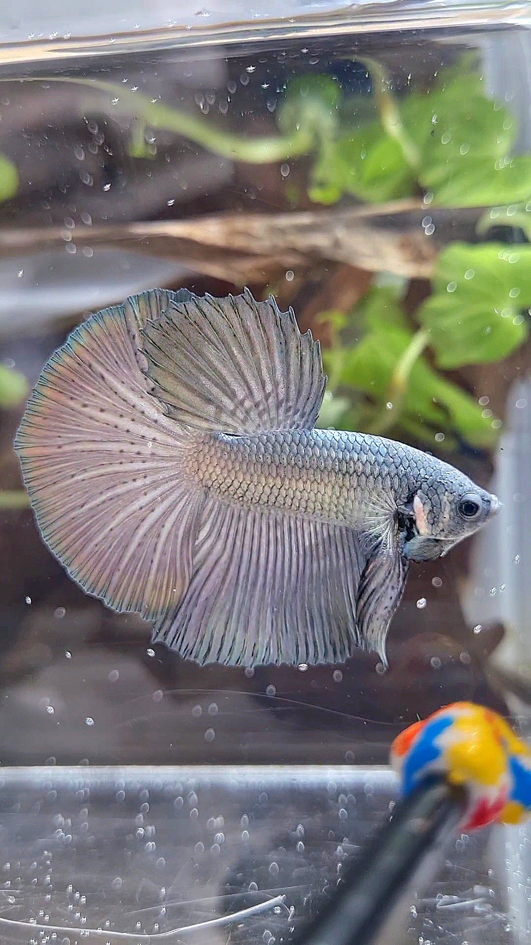 HALFMOON SUPER COPPER SOLID BETTA FISH