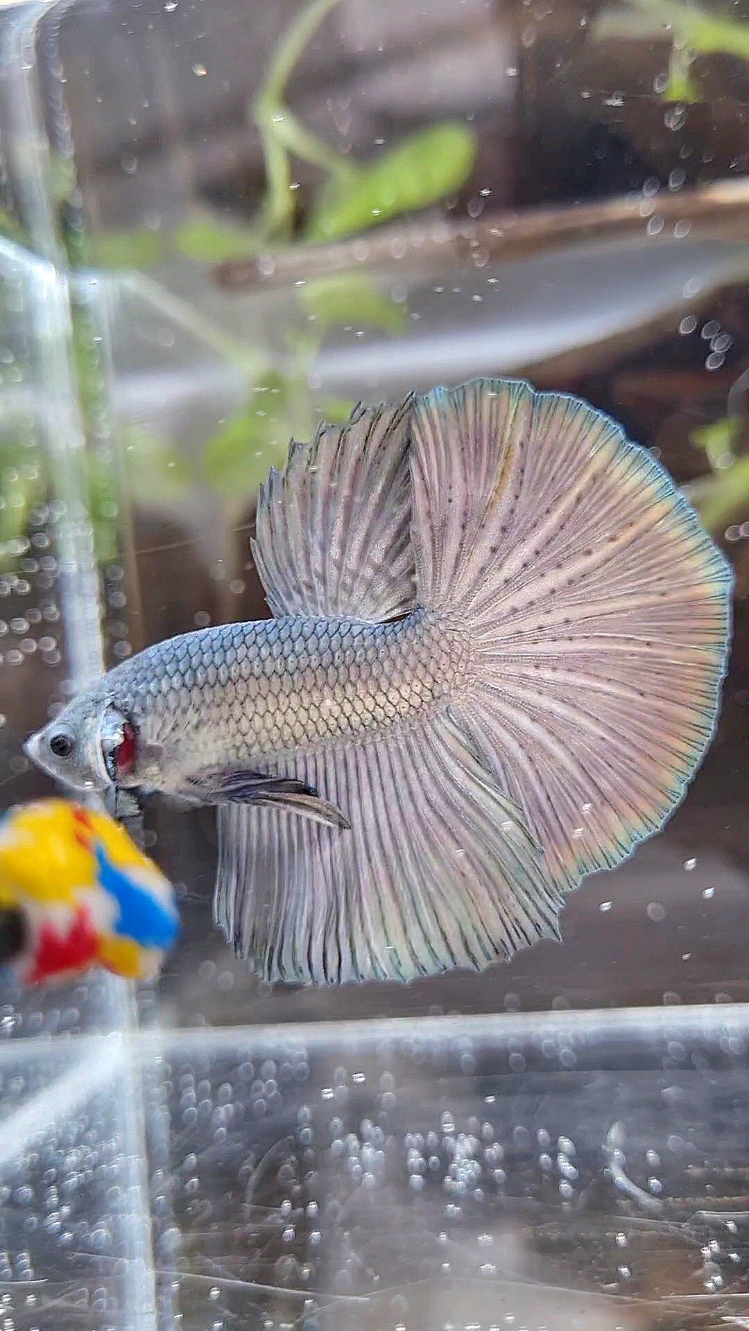 HALFMOON SUPER COPPER SOLID BETTA FISH