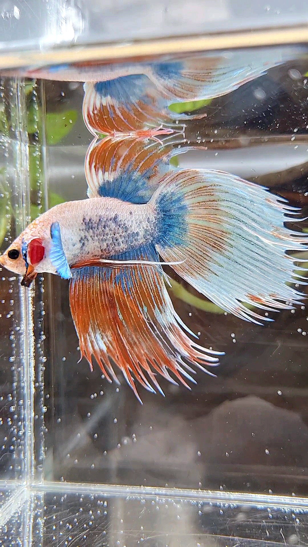 COMP 🏅 XL VEILTAIL CROWNTAIL ORANGE MASCOT PATTERN BETTA FISH