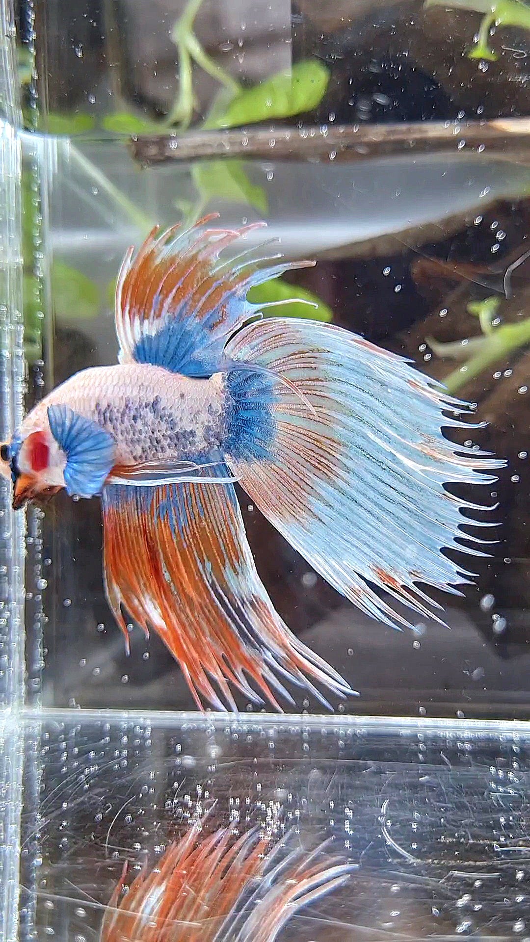COMP 🏅 XL VEILTAIL CROWNTAIL ORANGE MASCOT PATTERN BETTA FISH