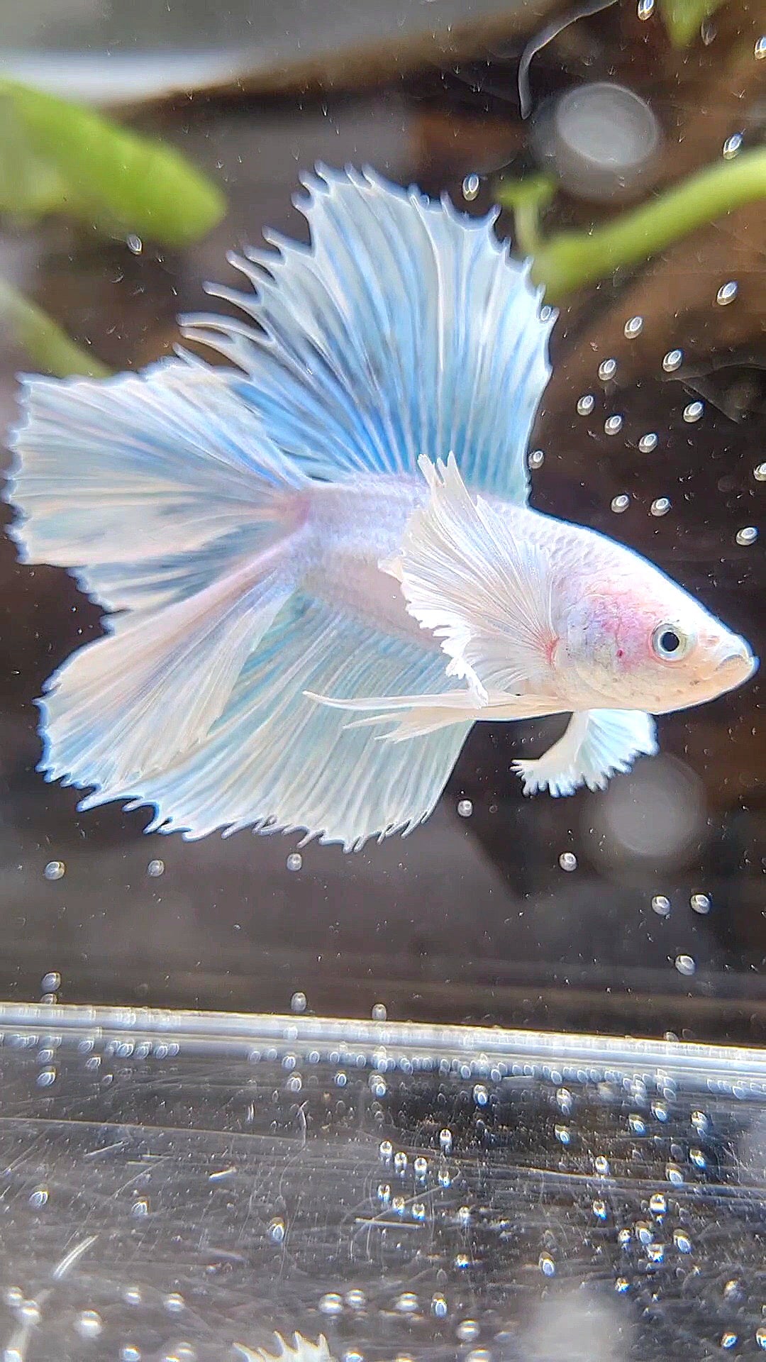 HALFMOON DOUBLE TAIL DUMBO EAR WHITE UNICORN BETTA FISH
