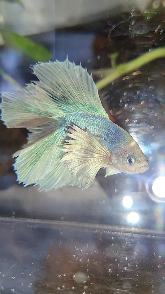 HALFMOON DOUBLE TAIL DUMBO EAR WHITE UNICORN BETTA FISH