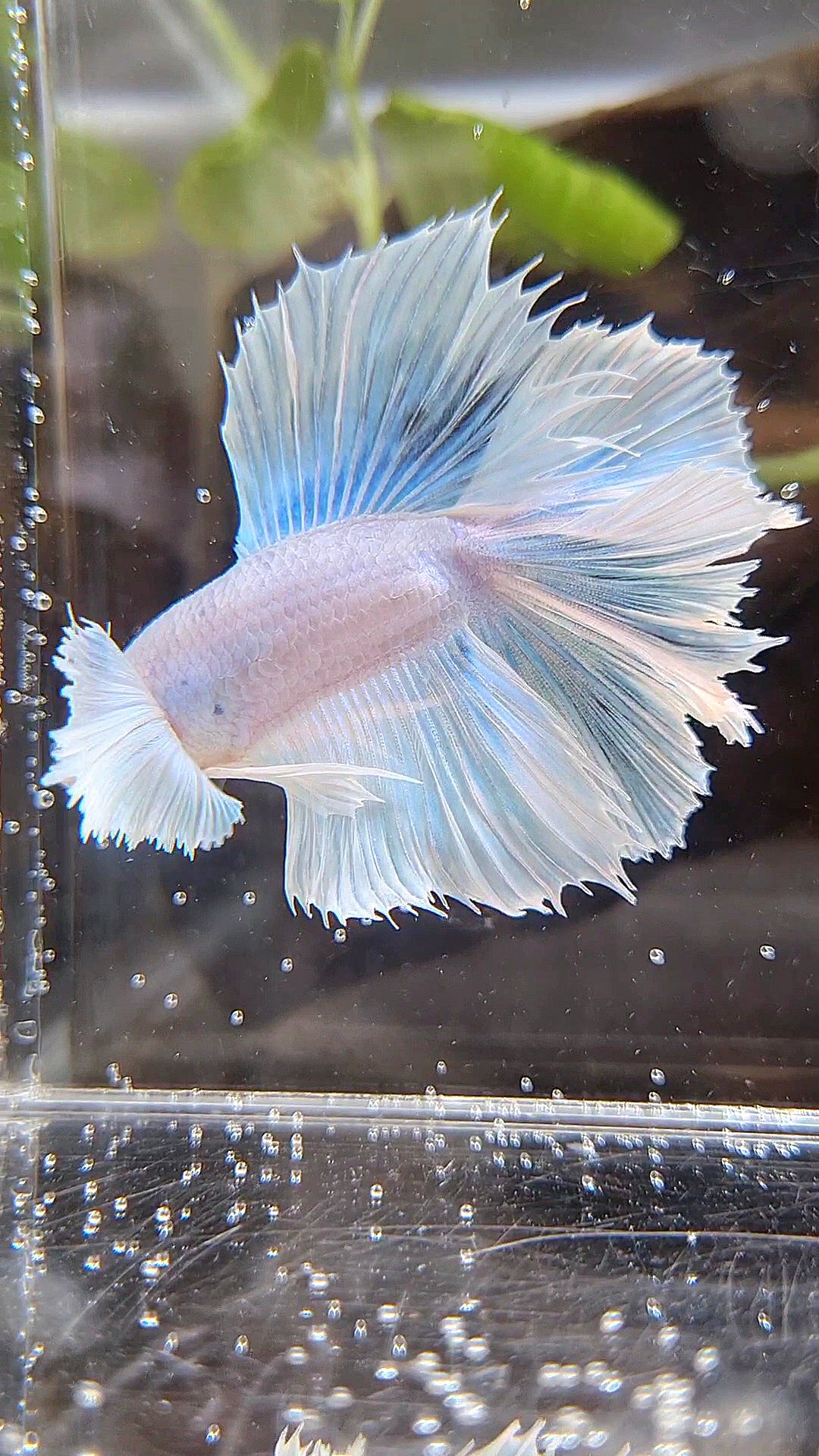 HALFMOON DOUBLE TAIL DUMBO EAR WHITE UNICORN BETTA FISH