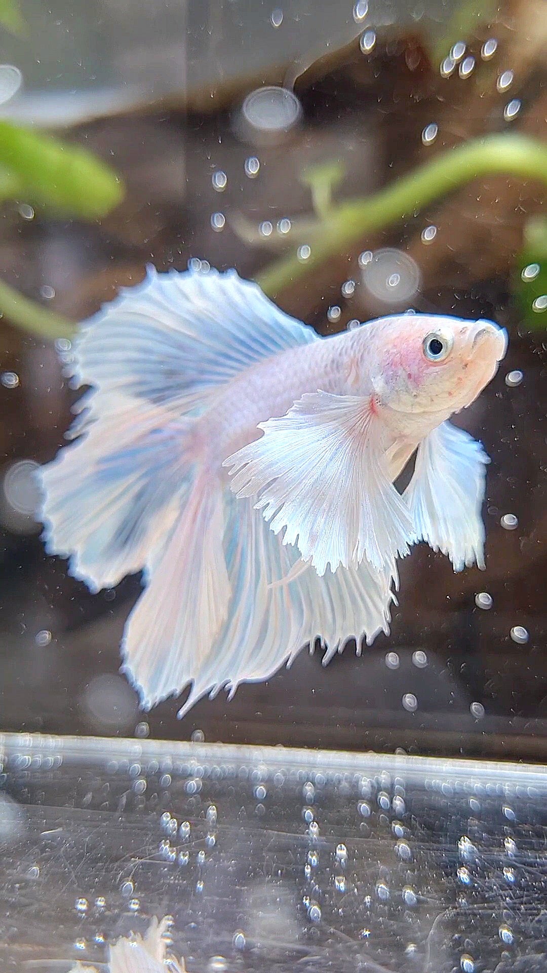 HALFMOON DOUBLE TAIL DUMBO EAR WHITE UNICORN BETTA FISH