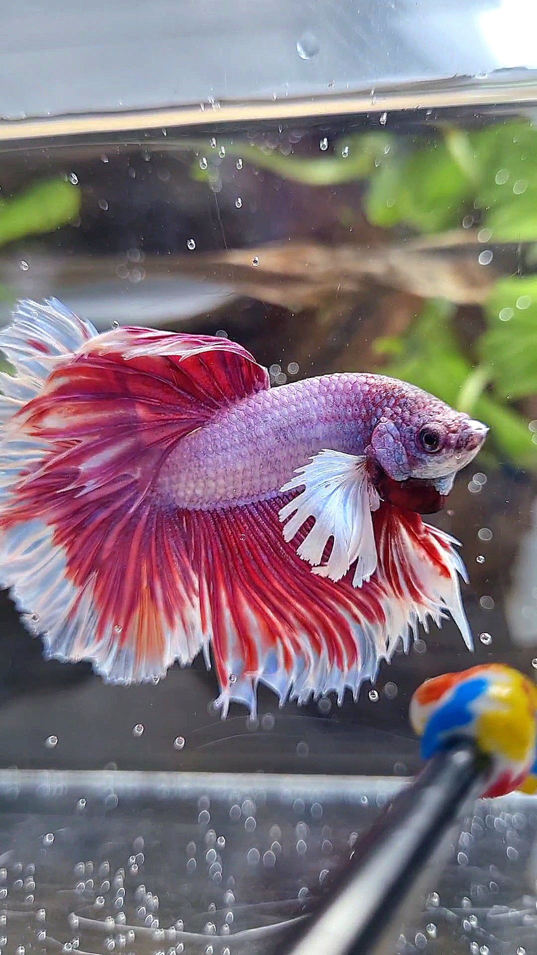 HALFMOON DUMBO EAR ROSETAIL PINK BETTA FISH