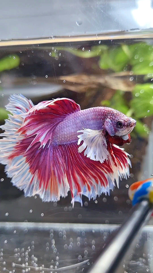 HALFMOON DUMBO EAR ROSETAIL PINK BETTA FISH