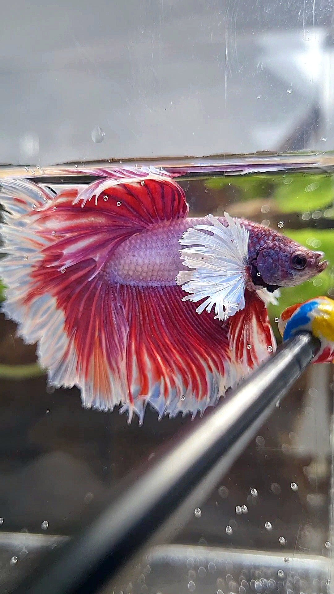 HALFMOON DUMBO EAR ROSETAIL PINK BETTA FISH