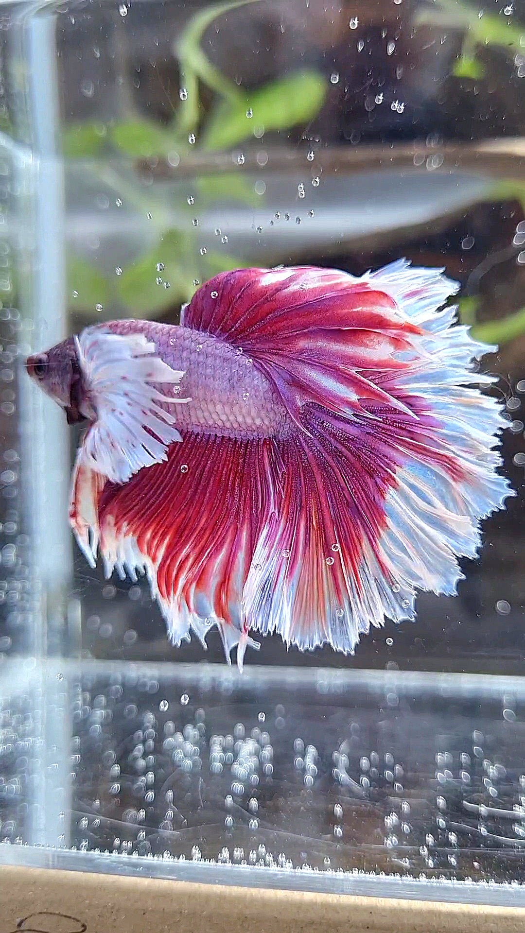 HALFMOON DUMBO EAR ROSETAIL PINK BETTA FISH