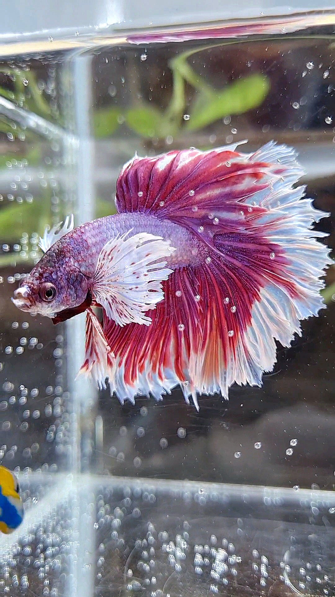 HALFMOON DUMBO EAR ROSETAIL PINK BETTA FISH