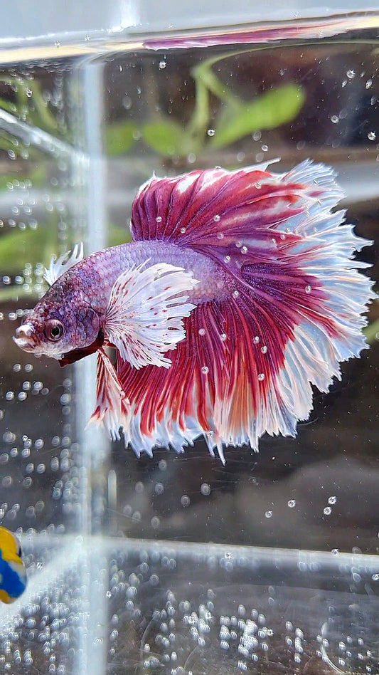 HALFMOON DUMBO EAR ROSETAIL PINK BETTA FISH