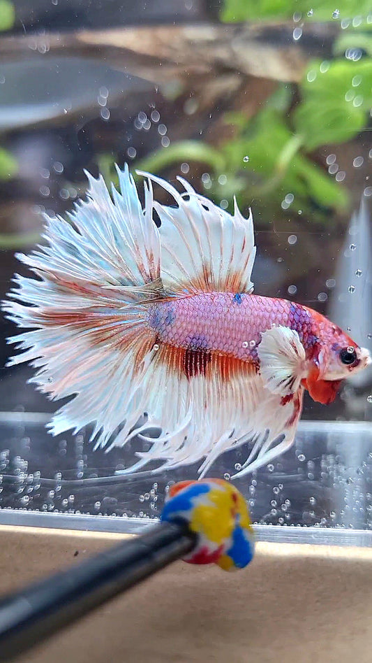 LUXURY CROWNTAIL HALFSUN DUMBO EAR ORANGE CANDY MULTICOLOR BETTA FISH