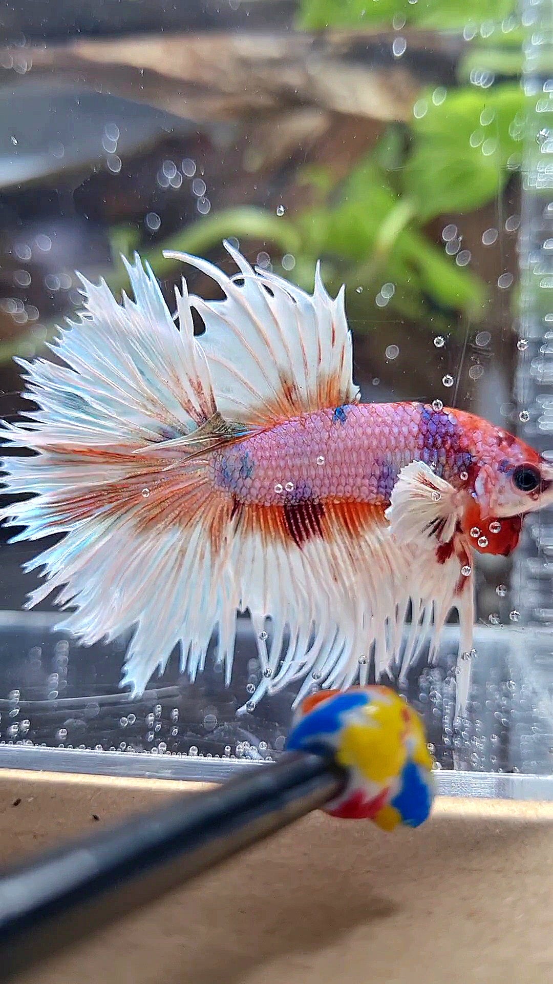 LUXURY CROWNTAIL HALFSUN DUMBO EAR ORANGE CANDY MULTICOLOR BETTA FISH