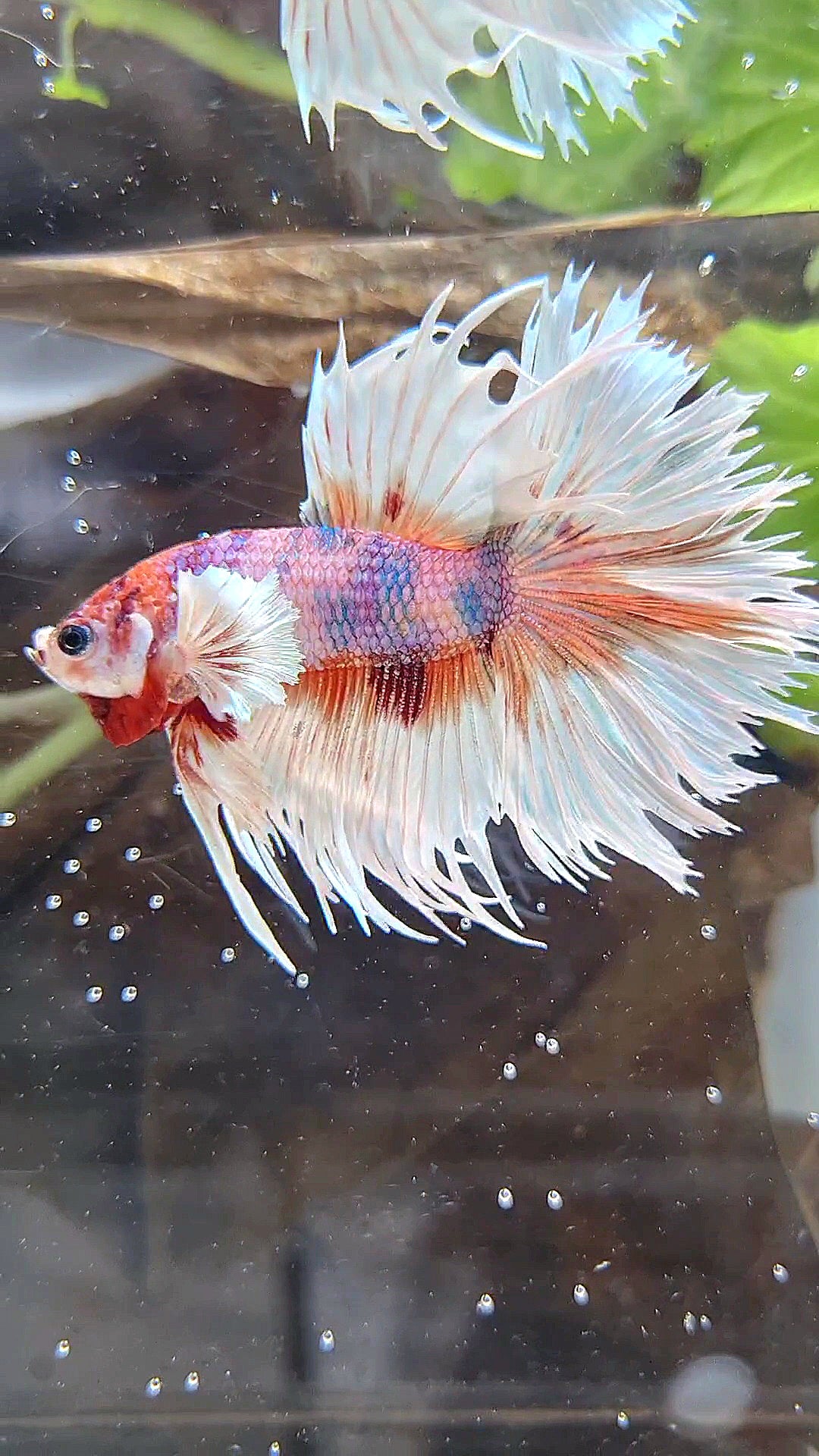 LUXURY CROWNTAIL HALFSUN DUMBO EAR ORANGE CANDY MULTICOLOR BETTA FISH
