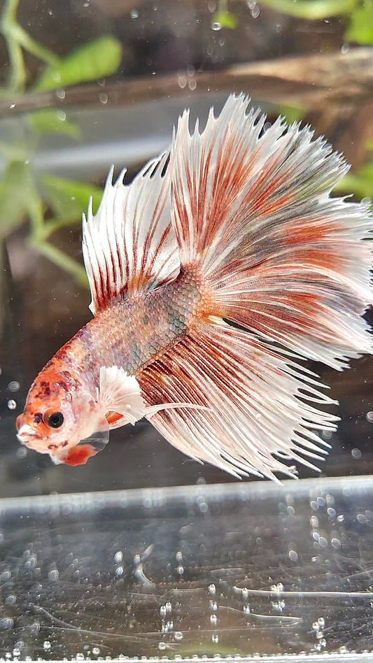 CROWNTAIL HALFSUN BIG EAR ORANGE COPPER MULTICOLOR BETTA FISH