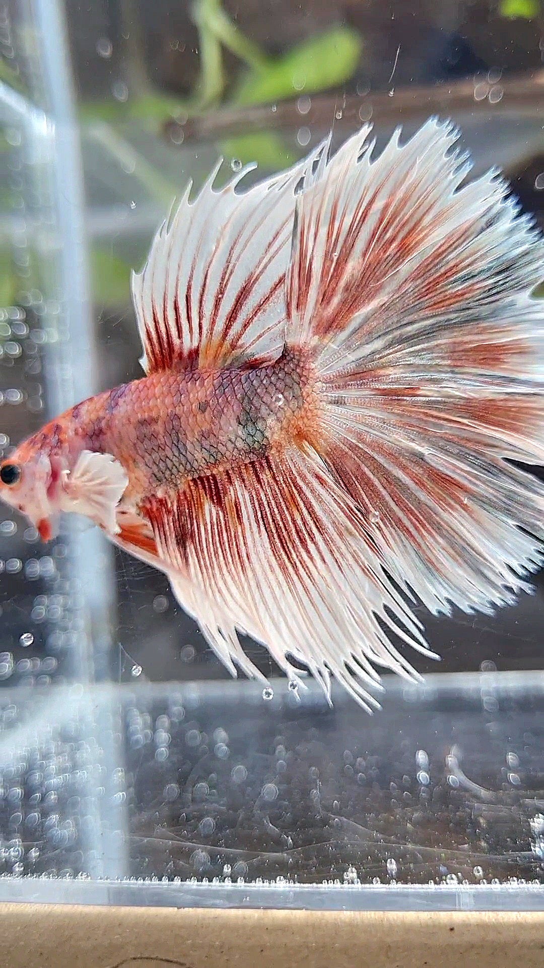 CROWNTAIL HALFSUN BIG EAR ORANGE COPPER MULTICOLOR BETTA FISH