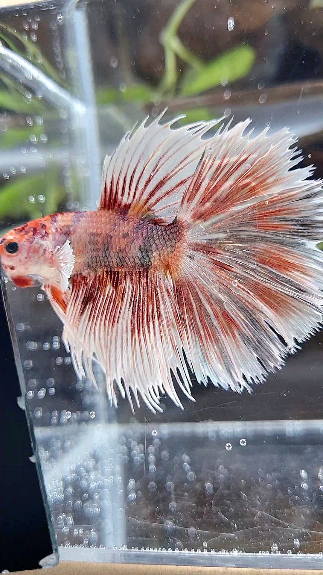 CROWNTAIL HALFSUN BIG EAR ORANGE COPPER MULTICOLOR BETTA FISH