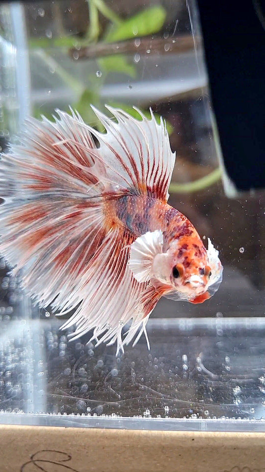 CROWNTAIL HALFSUN BIG EAR ORANGE COPPER MULTICOLOR BETTA FISH