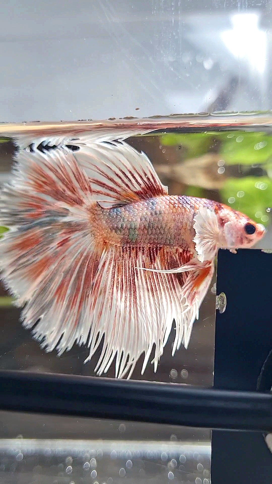 CROWNTAIL HALFSUN BIG EAR ORANGE COPPER MULTICOLOR BETTA FISH