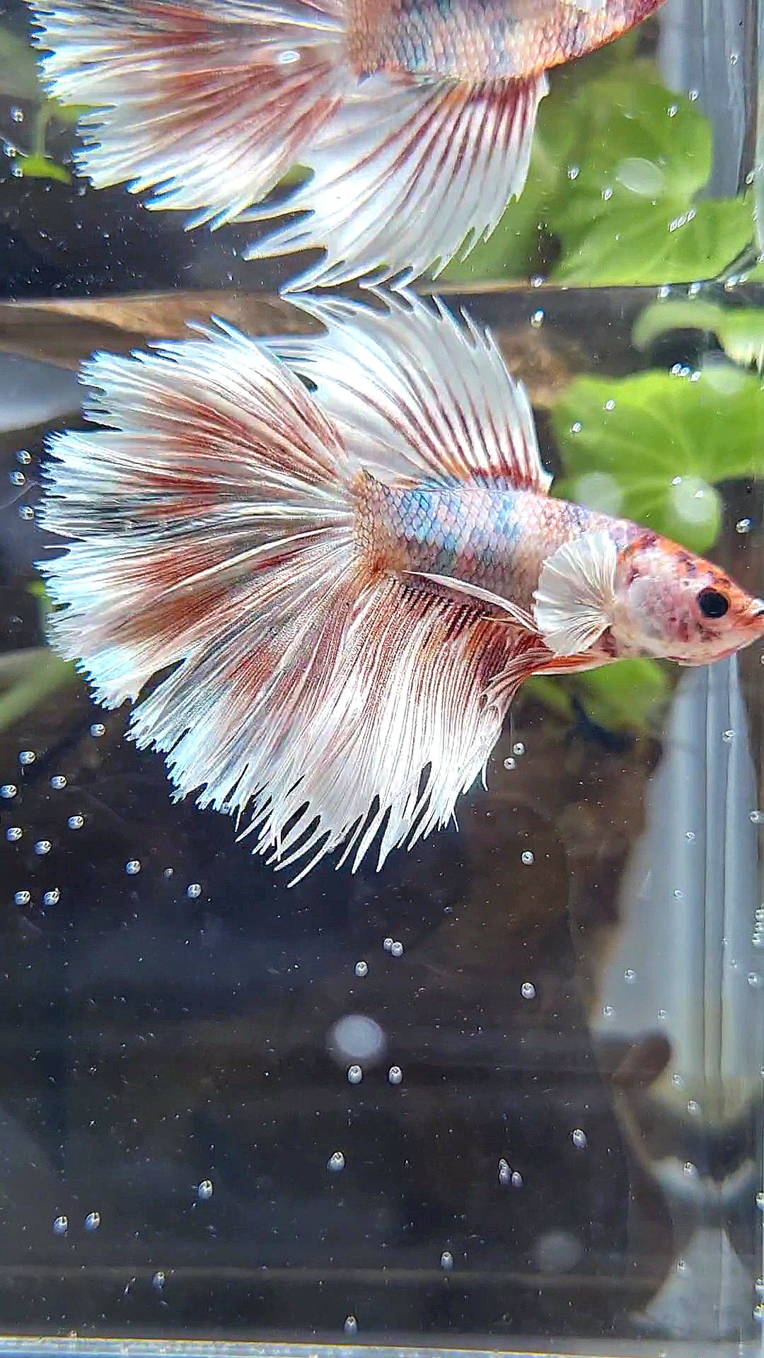 CROWNTAIL HALFSUN BIG EAR ORANGE COPPER MULTICOLOR BETTA FISH