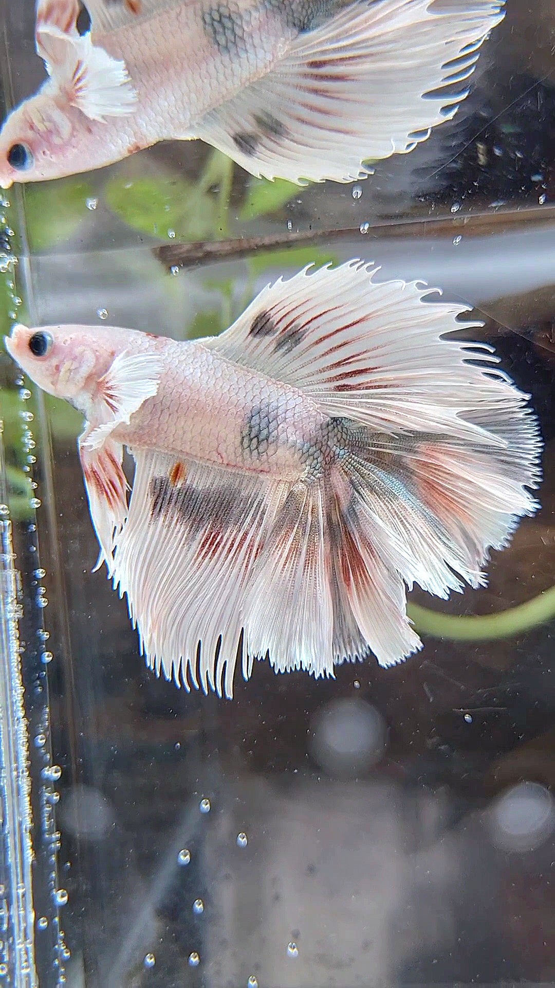 HALFMOON DOUBLE TAIL DUMBO EAR WHITE COPPER WASH BETTA FISH