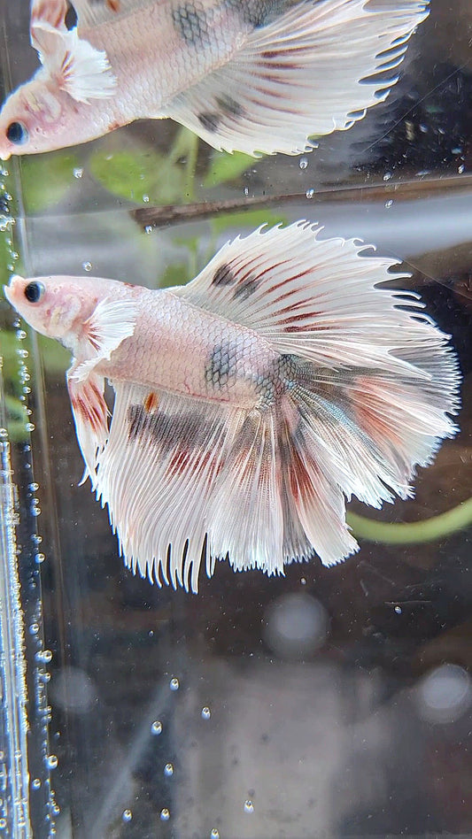 HALFMOON DOUBLE TAIL DUMBO EAR WHITE COPPER WASH BETTA FISH
