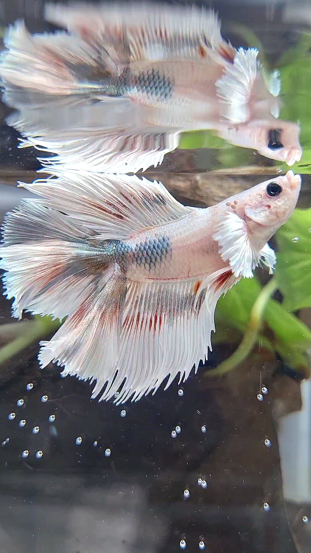 HALFMOON DOUBLE TAIL DUMBO EAR WHITE COPPER WASH BETTA FISH