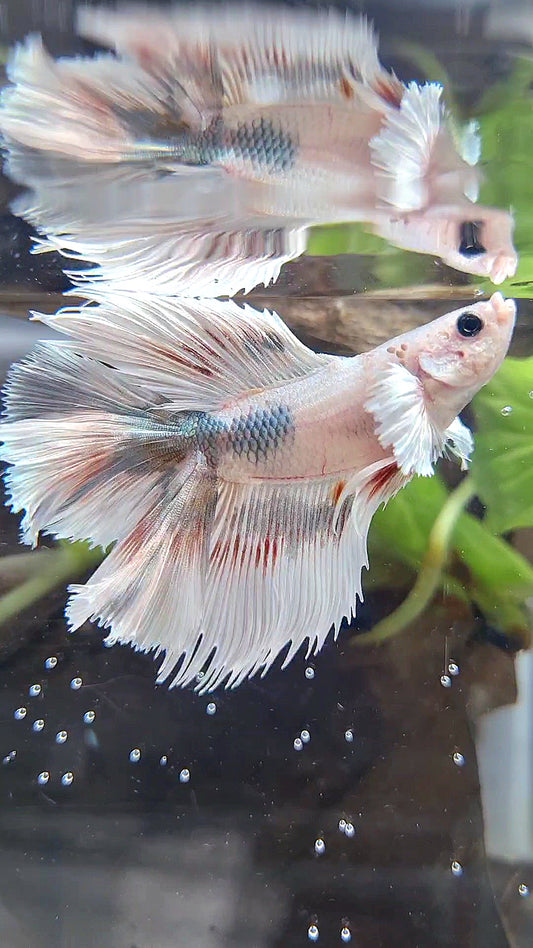 HALFMOON DOUBLE TAIL DUMBO EAR WHITE COPPER WASH BETTA FISH