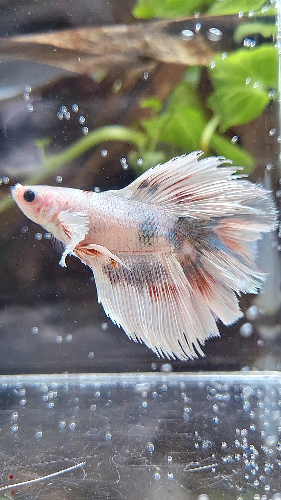 HALFMOON DOUBLE TAIL DUMBO EAR WHITE COPPER WASH BETTA FISH