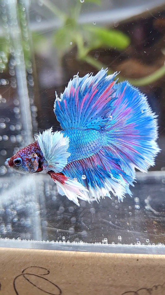 KING ROSETAIL HALFMOON DUMBO EAR BLUE PATTERN BETTA FISH
